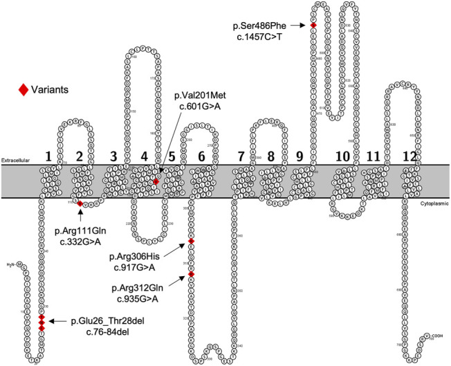 FIGURE 1