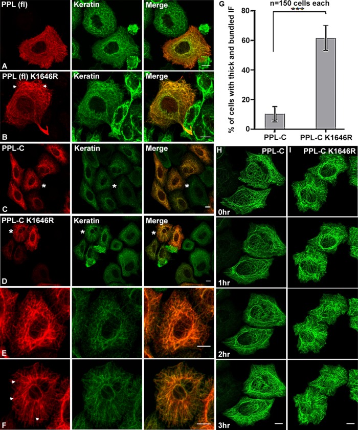 FIGURE 5: