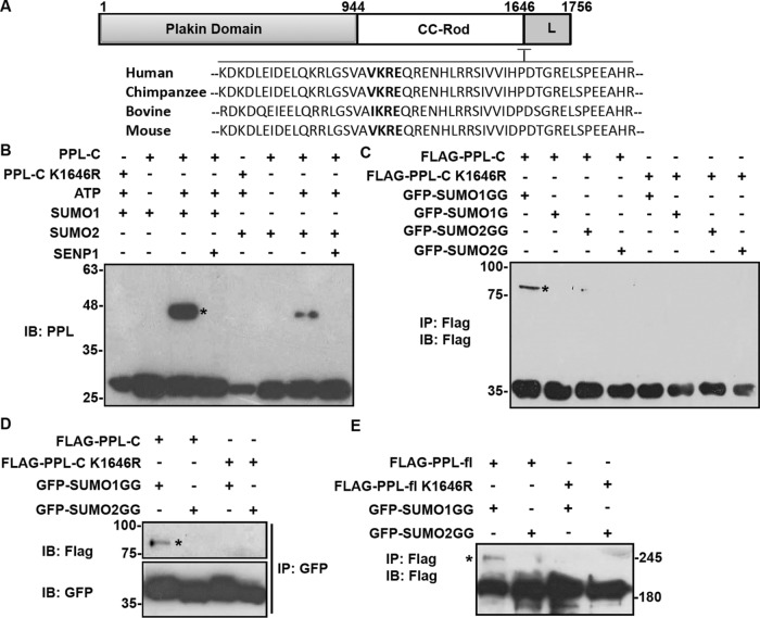 FIGURE 3: