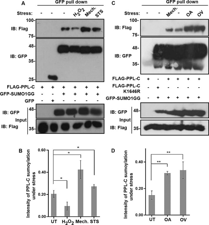 FIGURE 4: