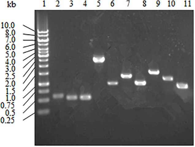 FIGURE 4