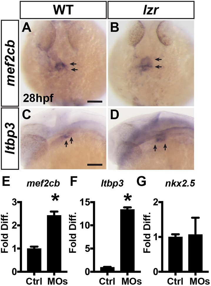 Fig. 5.