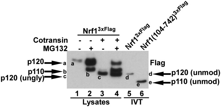 Figure 4—figure supplement 1.