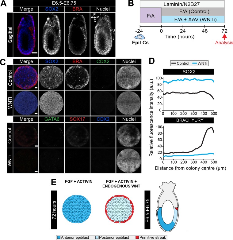 Figure 2—figure supplement 1.