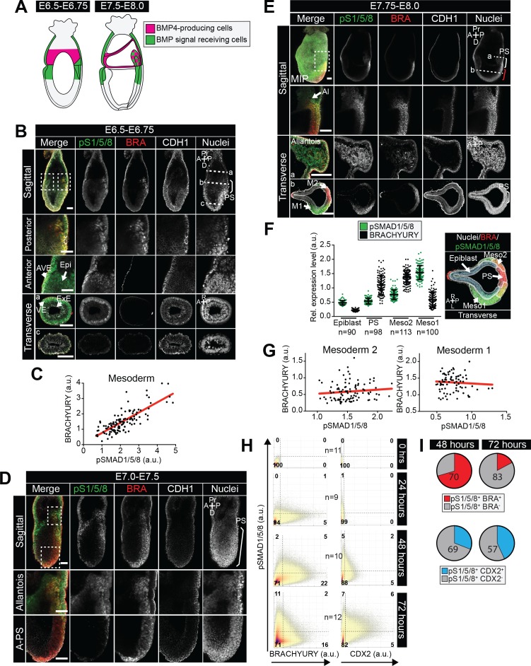 Figure 6—figure supplement 1.