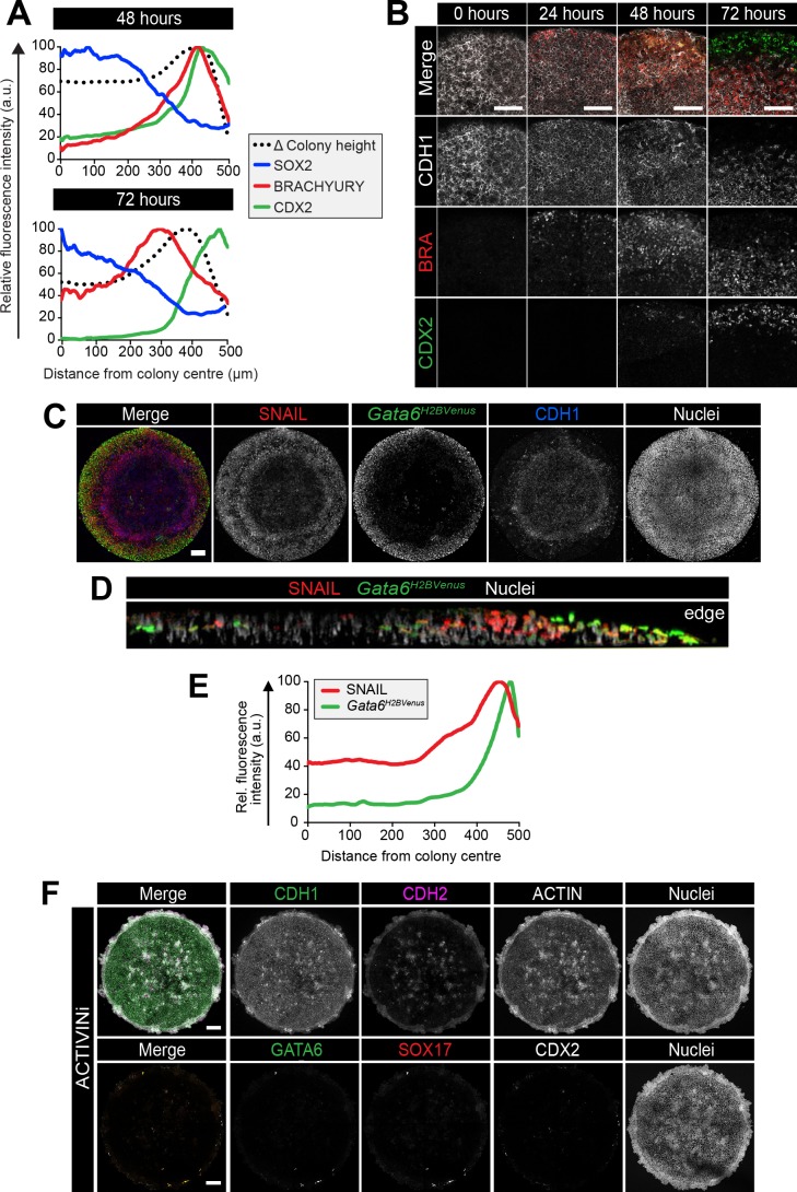 Figure 4—figure supplement 1.