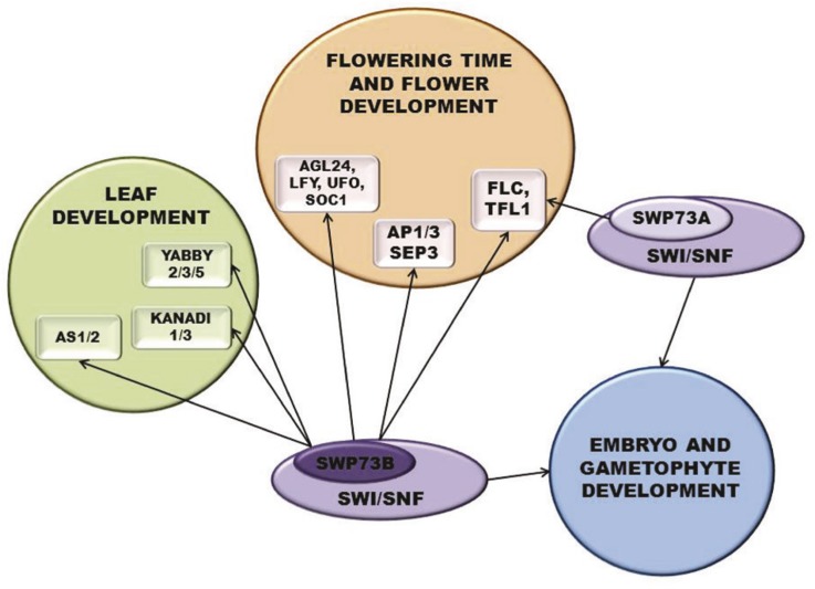 Figure 7.