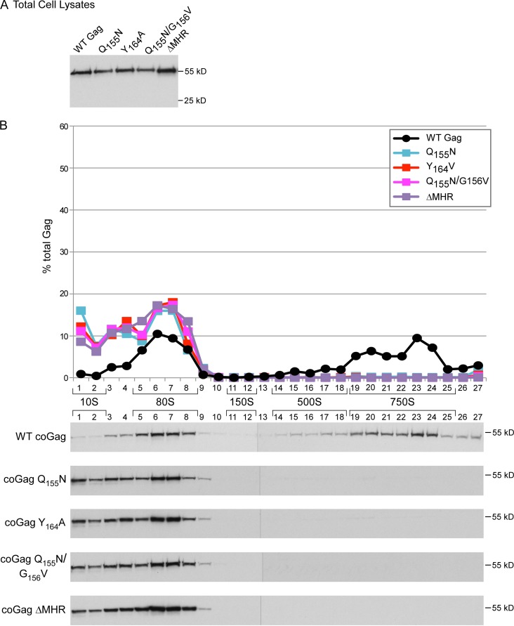 FIG 11