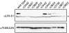 F<sc>igure</sc> 5.—