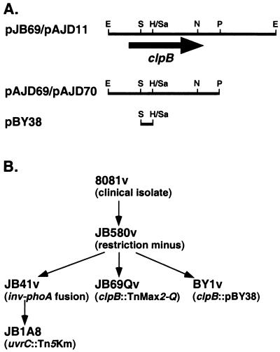 FIG. 1