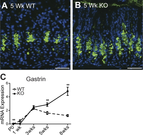 Fig. 8.