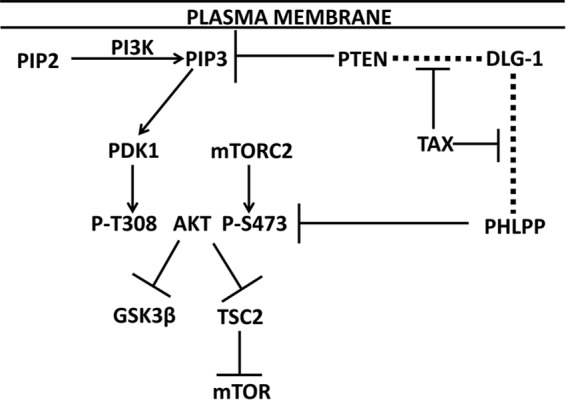 FIGURE 1.