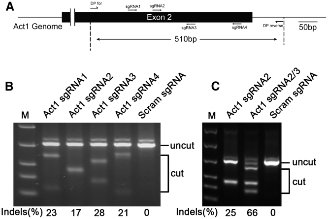 Figure 5