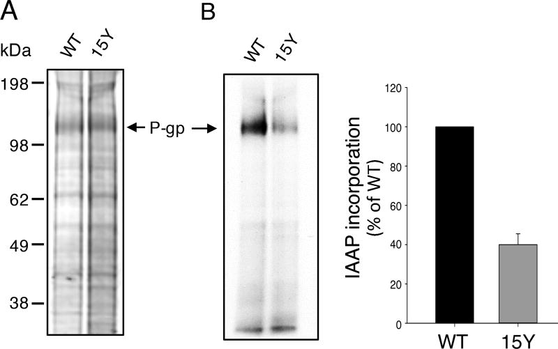 Fig. 6