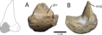 Fig 5