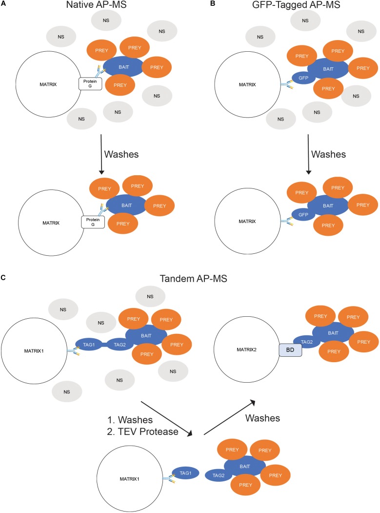 FIGURE 3