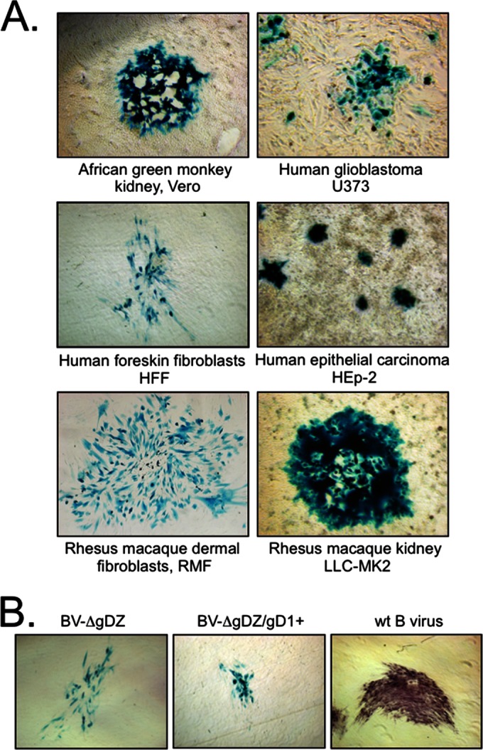 FIG 6