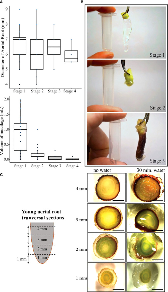 Figure 2