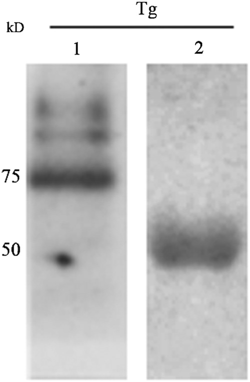 FIG. 6.