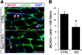 Figure 4—figure supplement 1.