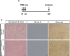 Figure 3—figure supplement 2.