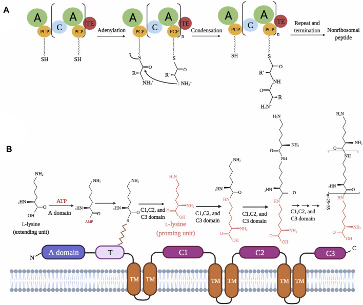 FIGURE 2