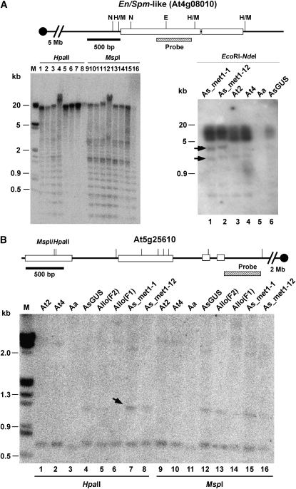 Figure 4.—