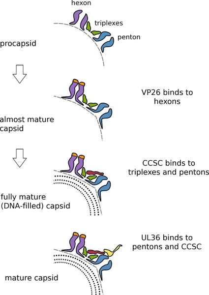 Fig 6