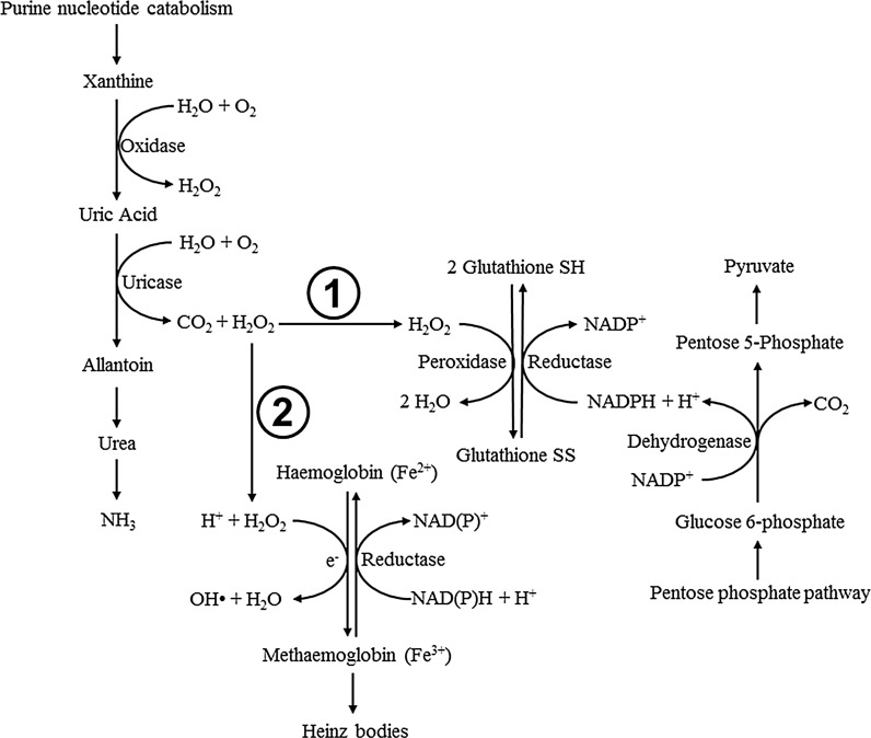 Fig. 4