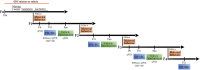 Figure 1 is a flowchart having five steps. Step 1: Uppercase f 0: Endocrine Disrupting Chemicals mixture or vehicle, including 2 weeks of mating, gestation, and lactation. Step 2: Uppercase f 1: Postnatal days 2-8 Maternal behavior. In infant, quantitative polymerase chain reaction took place, In prepubertal, vaginal opening or Estrous cycle, including ribonucleic acid sequencing or quantitative polymerase chain reaction chromatin immunoprecipitation or B S took place and in adult, follicle development, including quantitative polymerase chain reaction took place. Step 3: Uppercase f 2: Postnatal days 2-8 Maternal behavior. In prepubertal, vaginal opening or Estrous cycle took place and in adult, follicle development took place. Step 4: Uppercase f 3: Postnatal days 2-8 Maternal behavior. In infant, quantitative polymerase chain reaction took place, in prepubertal, vaginal opening or Estrous cycle, including ribonucleic acid sequencing or quantitative polymerase chain reaction chromatin immunoprecipitation or B S took place and in adult, follicle development, including quantitative polymerase chain reaction took place. Step 5: Uppercase f 4: Postnatal days 2-8 Maternal behavior. In prepubertal, vaginal opening or Estrous cycle took place.