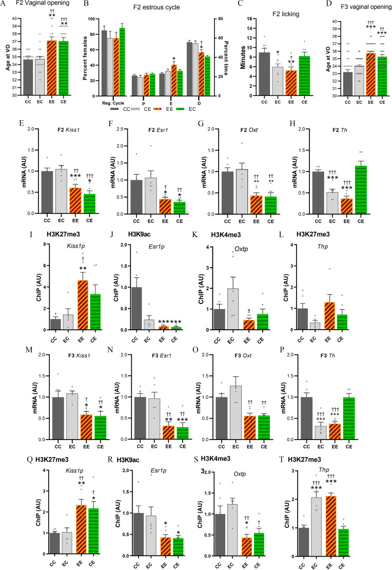 Figures 7a, 7c, and 7d are bar graphs titled uppercase f 2 vaginal opening, uppercase f 2 licking, and uppercase f 3 vaginal opening, plotting age at vaginal opening, ranging from 30 to 40 in unit increments; minutes, ranging from 0 to 16 in increments of 2; and age at vaginal opening, ranging from 30 to 40 in unit increments (y-axis) across C C, E C, E E, and C E (x-axis). Figure 7b is a clustered bar graph titled uppercase f 2 estrous cycle, plotting percent females, ranging from 0 to 100 in increments of 20 (left y-axis) across precent time, ranging from 0 to 80 in increments of 20 (right y-axis) across regular cycle, proestrus, estrus, and diestrus (x-axis) for C C, E C, E E, and E C. Figure 7e is a set of bar graphs, titled H3K27m e3, plotting messenger ribonucleic acid (arbitrary units), ranging from 0.0 to 2.0 in increments of 0.5 and chromatin immunoprecipitation (arbitrary units), ranging from 0 to 8 in increments of 2 (y-axis) across C C, E C, E E, and C E (x-axis) for uppercase f 2 kiss1 and kiss1p, respectively. Figure 7f is a set of bar graphs, titled H3K9a c, plotting messenger ribonucleic acid (arbitrary units), ranging from 0.0 to 2.5 in increments of 0.5 and chromatin immunoprecipitation (arbitrary units), ranging from 0.0 to 2.0 in increments of 0.5 (y-axis) across C C, E C, E E, and C E (x-axis) for uppercase f 2 E s r1 and E s r1p, respectively. Figure 7g is a set of bar graphs, titled H3K4me3, plotting messenger ribonucleic acid (arbitrary units), ranging from 0.0 to 2.0 in increments of 0.5 and chromatin immunoprecipitation (arbitrary units), ranging from 0 to 4 in unit increments (y-axis) across C C, E C, E E, and C E (x-axis) for uppercase f 2 O x t and O x t p, respectively. Figure 7h is a set of bar graphs, titled H3K27m e3, plotting messenger ribonucleic acid (arbitrary units), ranging from 0.0 to 2.0 in increments of 0.5 and chromatin immunoprecipitation (arbitrary units), ranging from 0 to 4 in unit increments (y-axis) across C C, E C, E E, and C E (x-axis) for uppercase f 2 T h and T h p, respectively. Figure 7i is a set of bar graphs, titled H3K27m e3, plotting messenger ribonucleic acid (arbitrary units), ranging from 0.0 to 2.0 in increments of 0.5 and chromatin immunoprecipitation (arbitrary units), ranging 0 to 4 in unit increments (y-axis) across C C, E C, E E, and C E (x-axis) for uppercase f 3 kiss1 and kiss1p, respectively. Figure 7j is a set of bar graphs, titled H3K9a c, plotting messenger ribonucleic acid (arbitrary units), ranging from 0.0 to 2.0 in increments of 0.5 and chromatin immunoprecipitation (arbitrary units), ranging from 0.0 to 2.0 in increments of 0.5 (y-axis) across C C, E C, E E, and C E (x-axis) for uppercase f 3 E s r1 and E s r1p, respectively. Figure 7k is a set of bar graphs, titled H3K4m e3, plotting messenger ribonucleic acid (arbitrary units), ranging from 0.0 to 2.0 in increments of 0.5 and chromatin immunoprecipitation (arbitrary units), ranging from 0.0 in increments of 2 (y-axis) across C C, E C, E E, and C E (x-axis) for uppercase f 3 O x t and O x t p, respectively. Figure 7l is a set of bar graphs, titled H3K27m e3, plotting messenger ribonucleic acid (arbitrary units), ranging from 0.0 to 2.0 in increments of 0.5 and chromatin immunoprecipitation (arbitrary units), ranging from 0 to 3 in unit increments (y-axis) across C C, E C, E E, and C E (x-axis) for uppercase f 3 T h and T h p, respectively.