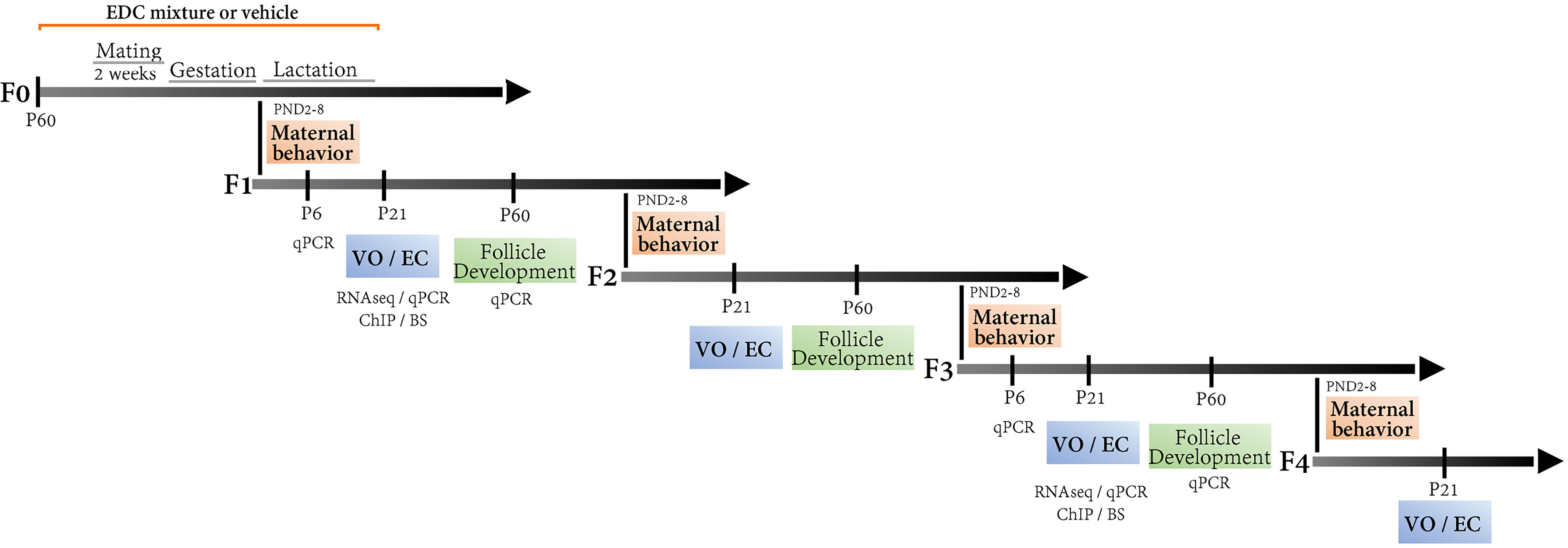 Figure 1 is a flowchart having five steps. Step 1: Uppercase f 0: Endocrine Disrupting Chemicals mixture or vehicle, including 2 weeks of mating, gestation, and lactation. Step 2: Uppercase f 1: Postnatal days 2-8 Maternal behavior. In infant, quantitative polymerase chain reaction took place, In prepubertal, vaginal opening or Estrous cycle, including ribonucleic acid sequencing or quantitative polymerase chain reaction chromatin immunoprecipitation or B S took place and in adult, follicle development, including quantitative polymerase chain reaction took place. Step 3: Uppercase f 2: Postnatal days 2-8 Maternal behavior. In prepubertal, vaginal opening or Estrous cycle took place and in adult, follicle development took place. Step 4: Uppercase f 3: Postnatal days 2-8 Maternal behavior. In infant, quantitative polymerase chain reaction took place, in prepubertal, vaginal opening or Estrous cycle, including ribonucleic acid sequencing or quantitative polymerase chain reaction chromatin immunoprecipitation or B S took place and in adult, follicle development, including quantitative polymerase chain reaction took place. Step 5: Uppercase f 4: Postnatal days 2-8 Maternal behavior. In prepubertal, vaginal opening or Estrous cycle took place.