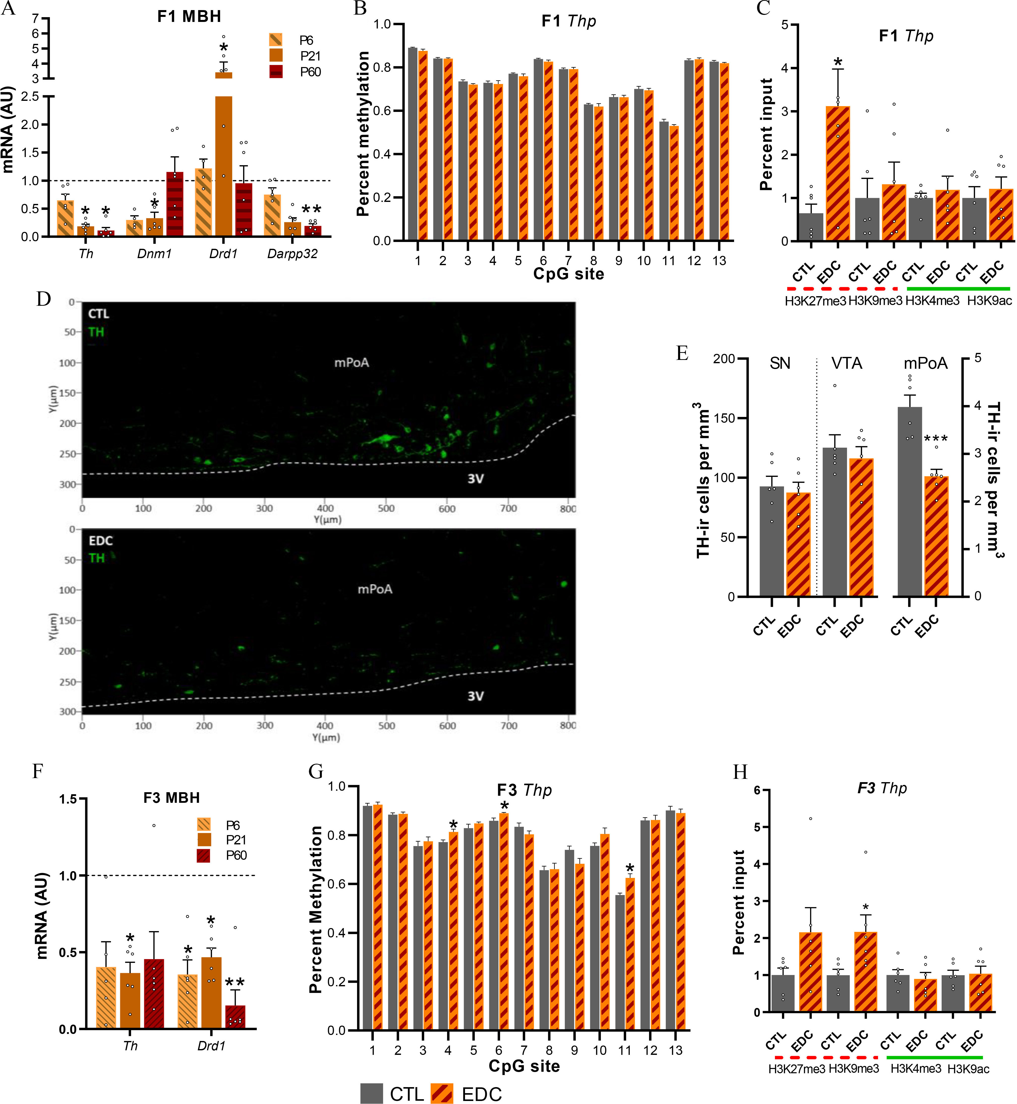 Figure 6a is a clustered bar graph titled uppercase f 3 mediobasal hypothalamus, plotting messenger ribonucleic acid (arbitrary units), ranging from 0.0 to 2.5 in increments of 0.5 and 3 to 7 in unit increments (y-axis) across T h, D n m1 m D r d1, and Darp p32 (x-axis) for infant, prepubertal, and adult. Figure 6b is a clustered bar graph titled uppercase f 1 T h p, plotting percent methylation, ranging from 0.0 to 1.0 in increments of 0.2 (y-axis) across C p G sites, ranging from 1 to 13 in unit increments (x-axis). Figure 6c is a bar graph titled uppercase f 1 T h p, plotting percent input, ranging from 0 to 5 in unit increments (y-axis) across H3K27m e3, H3K9m e3, H3K4m e3, and H3K9a c, including control and endocrine disrupting chemicals. Figure 6d is a set of two line graphs, plotting uppercase y (micrometer), ranging from 300 to 0 in decrements of 50 (y-axis) across y (micrometer), ranging from 0 to 800 in increments of 100 (x-axis) for control, T H, mPoA, and third ventricle; and Endocrine Disrupting Chemicals, T H, mPoA, and third ventricle, respectively. Figure 6e is a bar graph, plotting T H-ir cells per cubic millimeter, ranging from 0 to 200 in increments of 50 (left y-axis) and T H-ir cells per cubic millimeter, ranging from 0 to 5 in unit increments (right y-axis) across control, endocrine disrupting chemicals, control, endocrine disrupting chemicals, control, and endocrine disrupting chemicals for S N, V T A, and mPoA. Figure 6f is a clustered bar graph titled uppercase f 3 mediobasal hypothalamus, plotting messenger ribonucleic acid (arbitrary units), ranging from 0.0 to 1.5 in increments of 0.5 (y-axis) across T H and D r d1 (x-axis) for infant, prepubertal, and adult. Figure 6g is a clustered bar graph titled uppercase f 3 T h p, plotting percent methylation, ranging from 0.0 to 1.0 in increments 0.2 (y-axis) across C p G site, ranging from 1 to 13 in unit increments (x-axis) for control and endocrine disrupting chemicals. Figure 6h is a bar graph titled uppercase f 3 T h p, plotting percent input, ranging from 0 to 6 in unit increments (y-axis) across H3K27m e3, H3K9m e3, H3K4m e3, and H3K9a c, including control and endocrine disrupting chemicals.