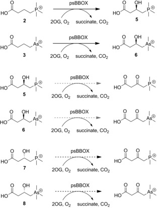 Scheme 3