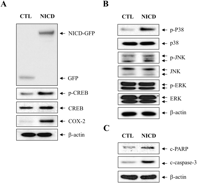 Fig 5