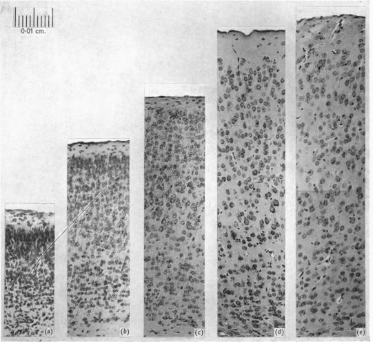 Plate 1