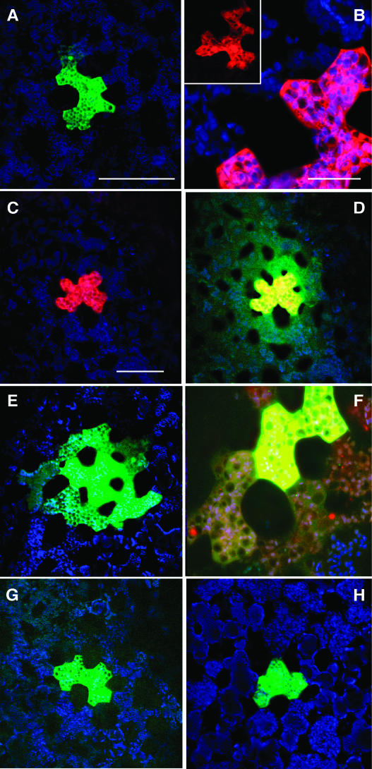 Figure 11.