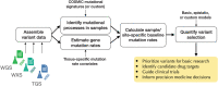 Figure 1. The cancereffectsizeR workflow, spanning assembly of diverse variant datasets to quantification of effect sizes.
