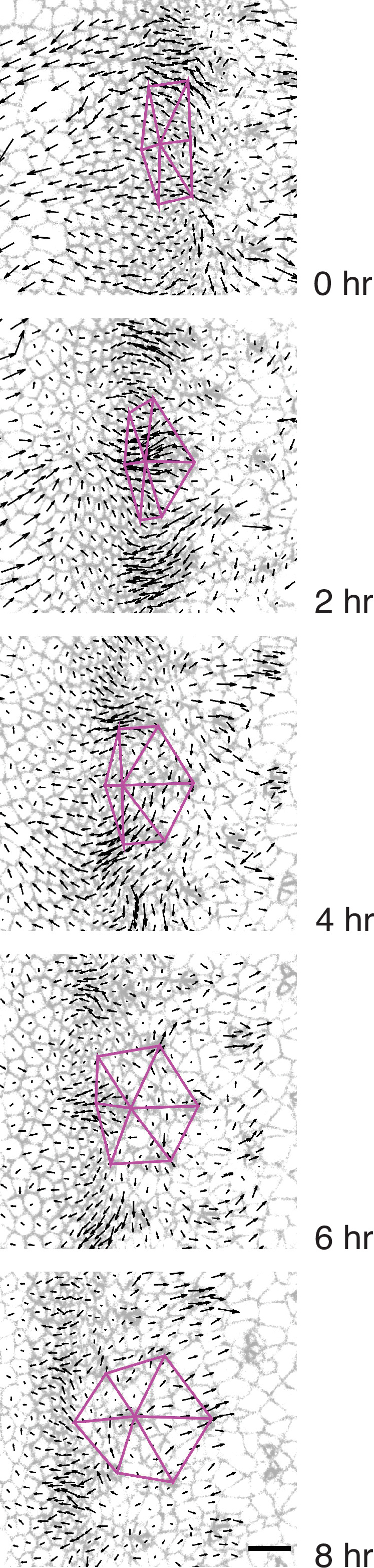 Figure 3—figure supplement 1.