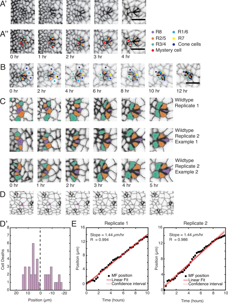 Figure 1—figure supplement 2.