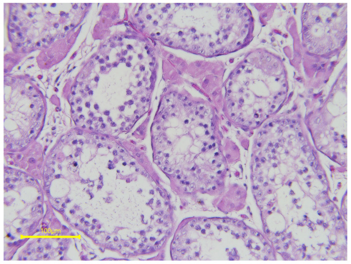 Diagnostic Approach to Equine Testicular Disorders - PMC