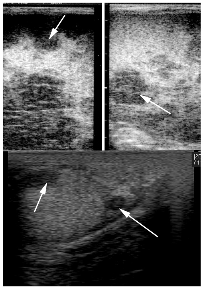 Diagnostic Approach to Equine Testicular Disorders - PMC