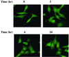 FIG. 3.