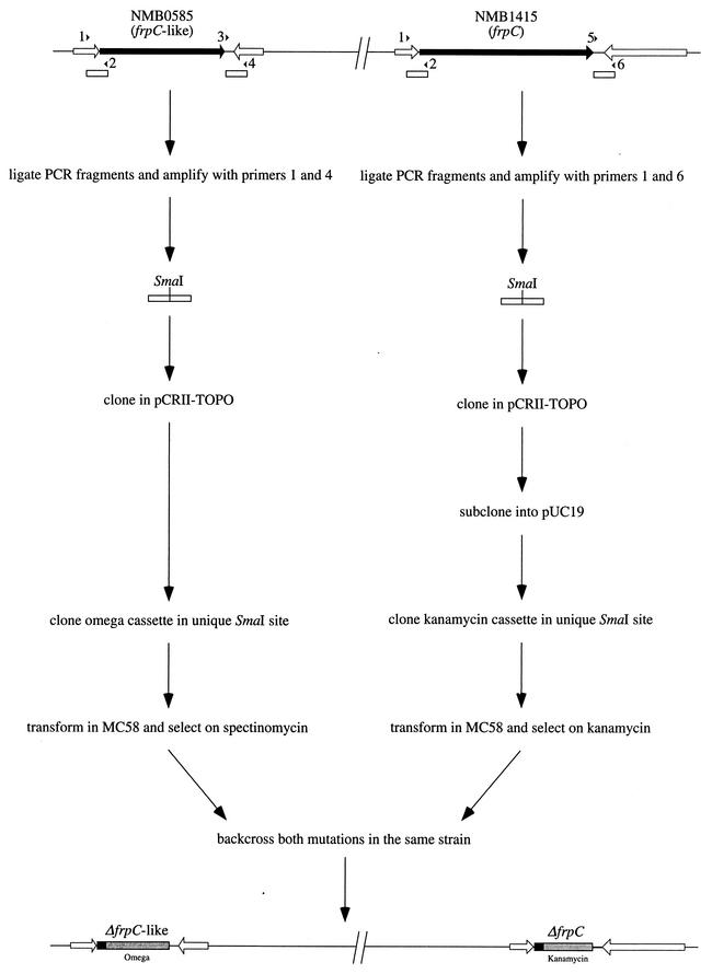 FIG.1.