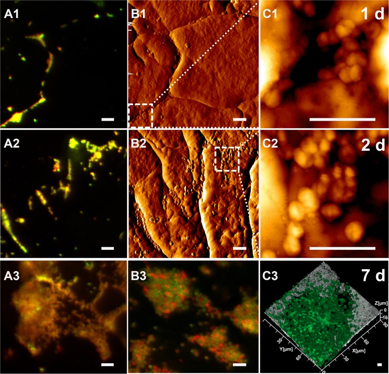 FIGURE 2