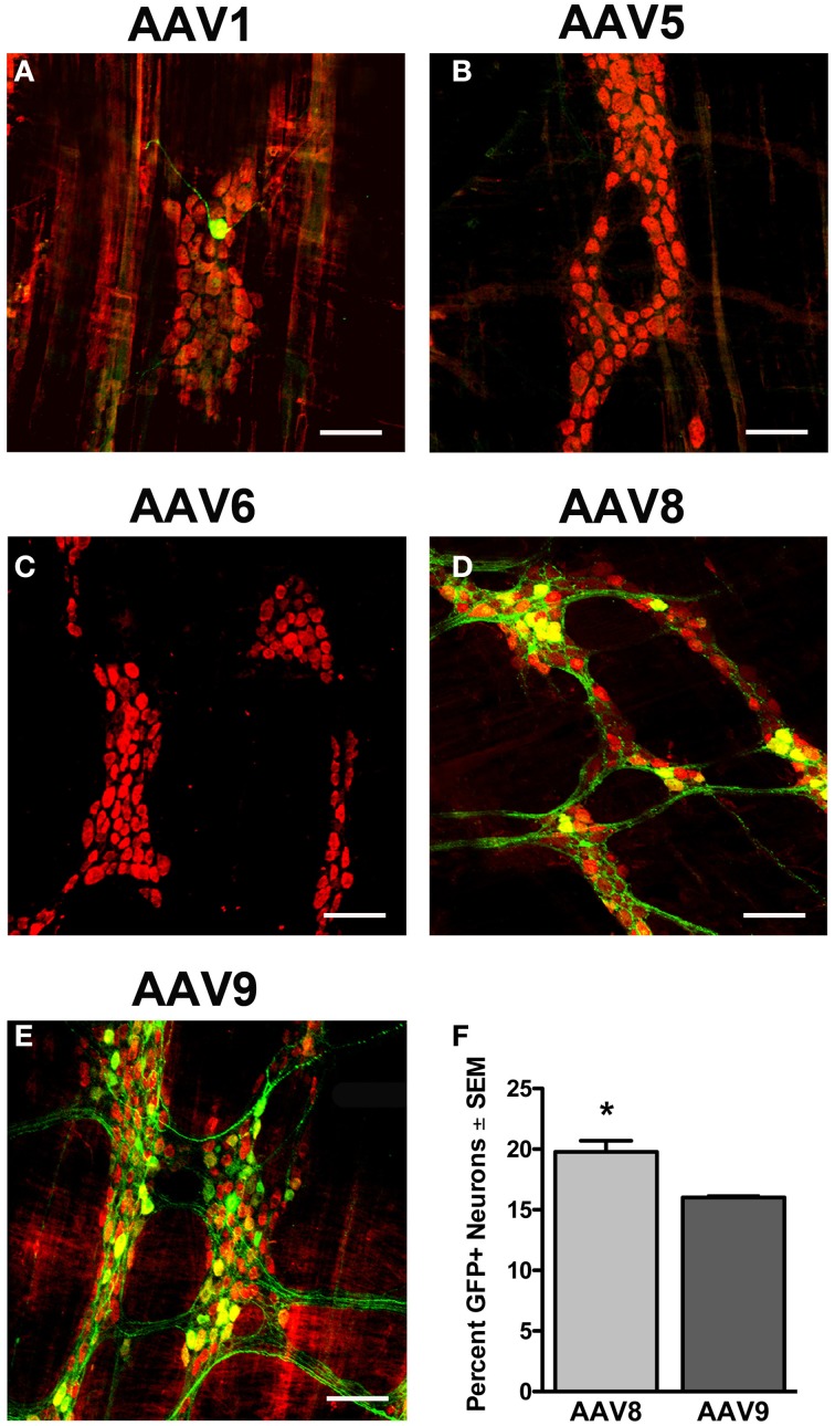 Figure 5