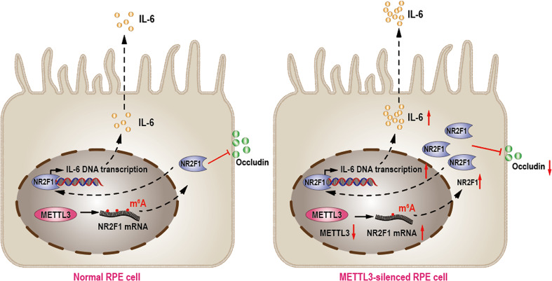 Figure 6