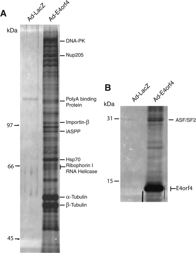 FIG 1