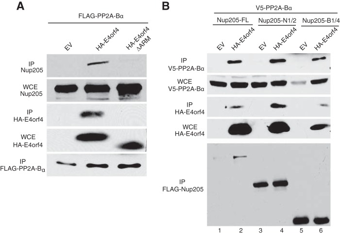 FIG 6