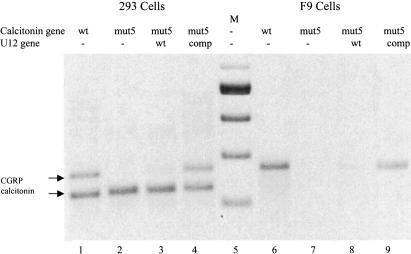 FIGURE 5.